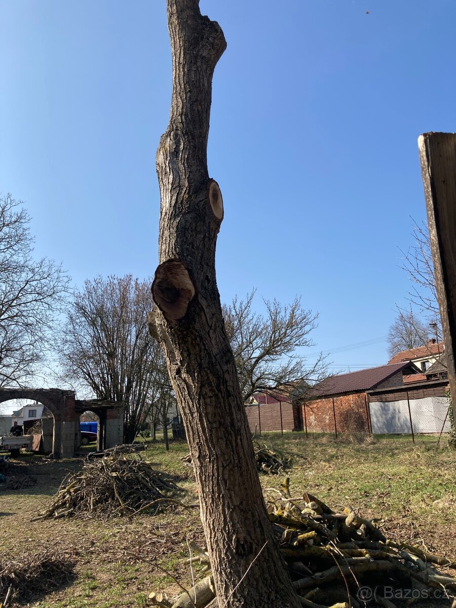 Kmeny ořechu - ořechové dřevo - 4