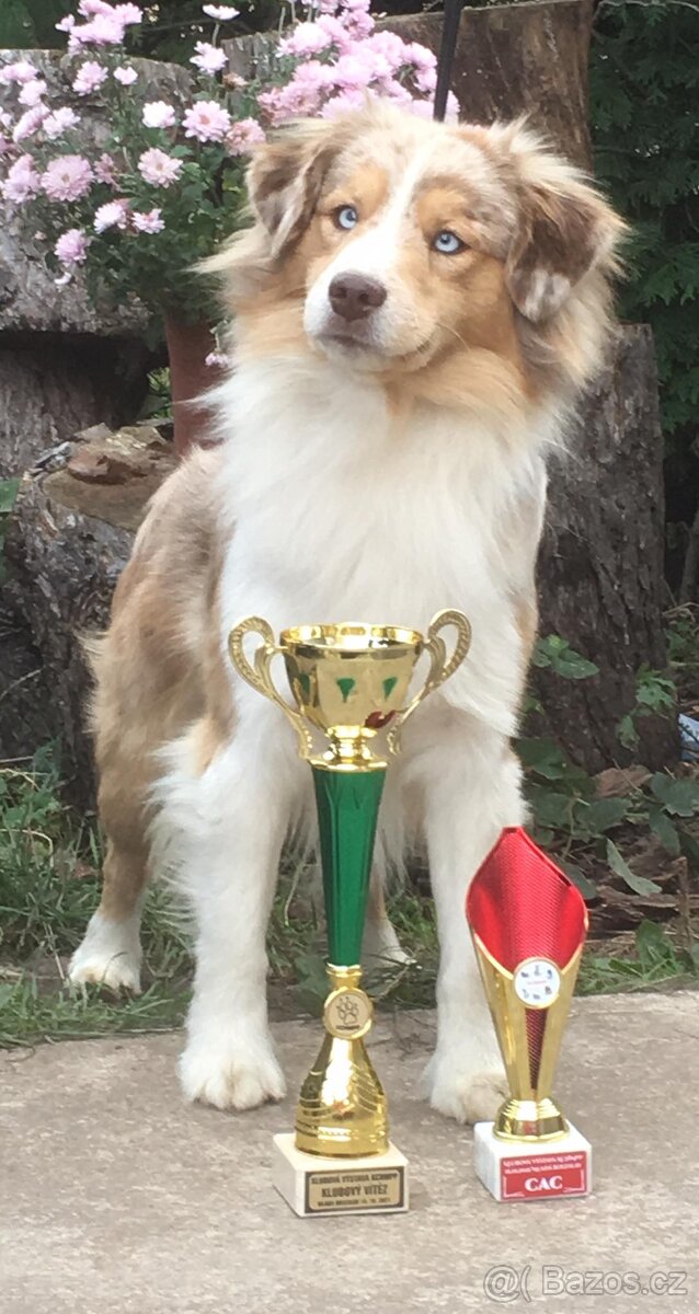 Miniaturní americký ovčák- štěnata s PP v barvě - 4