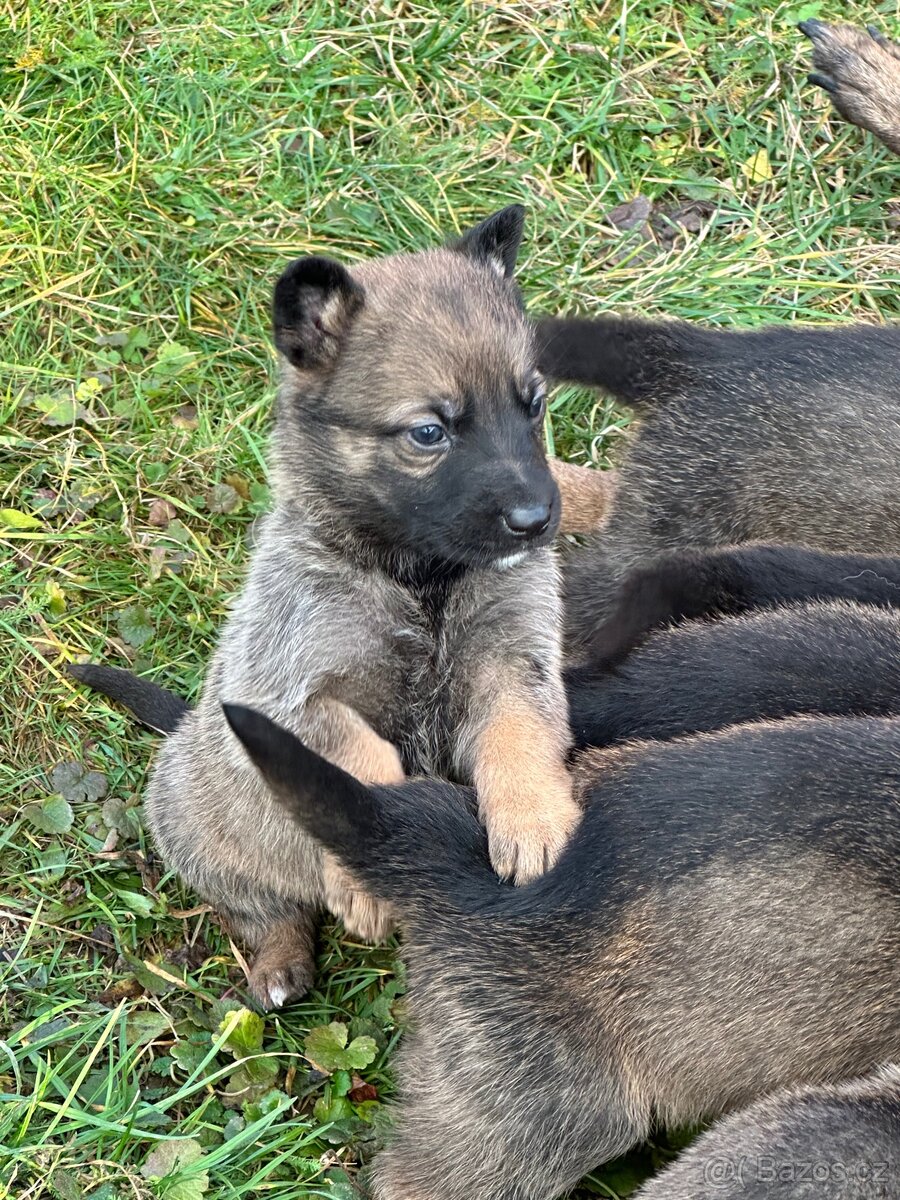 Belgický ovčák Malinois X německy ovčák - 4
