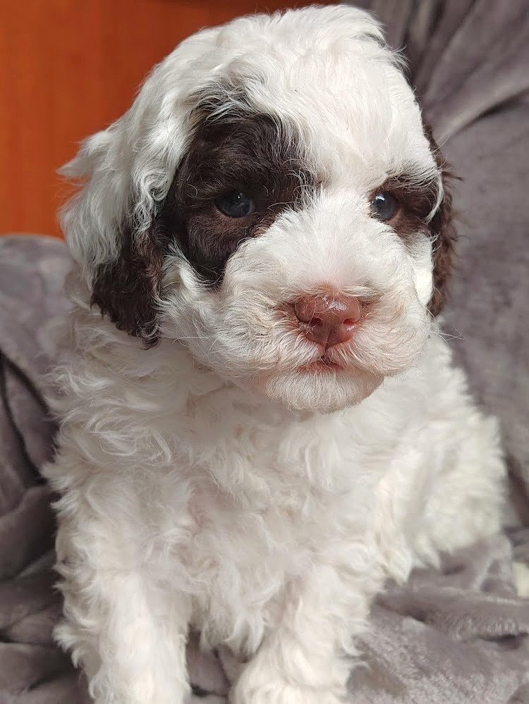 Pudl vícebarevný trpasličí - štěňátka s PP - 4