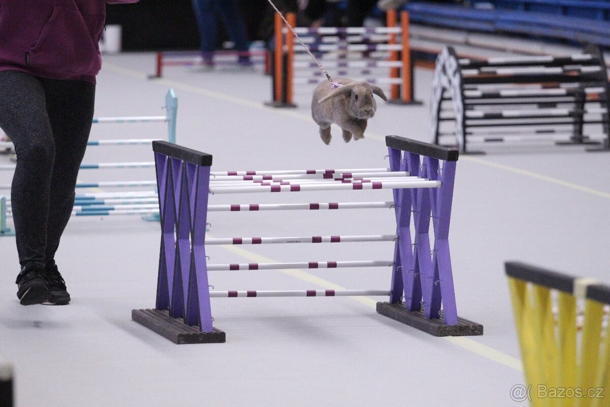 Méďa hledá nový domov - 4