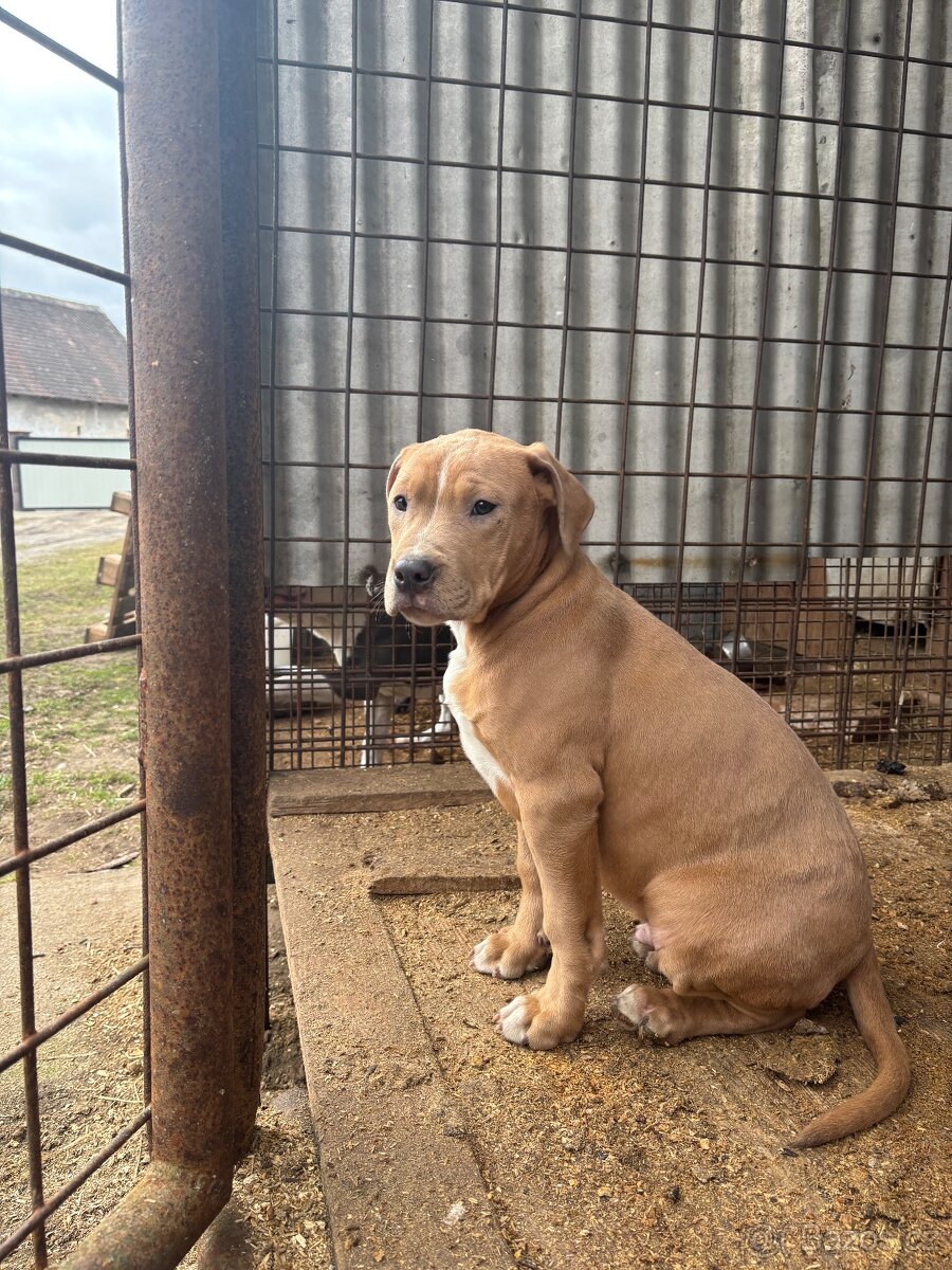 Americký stafordsirsky terier, Stafford, amstaf - 4