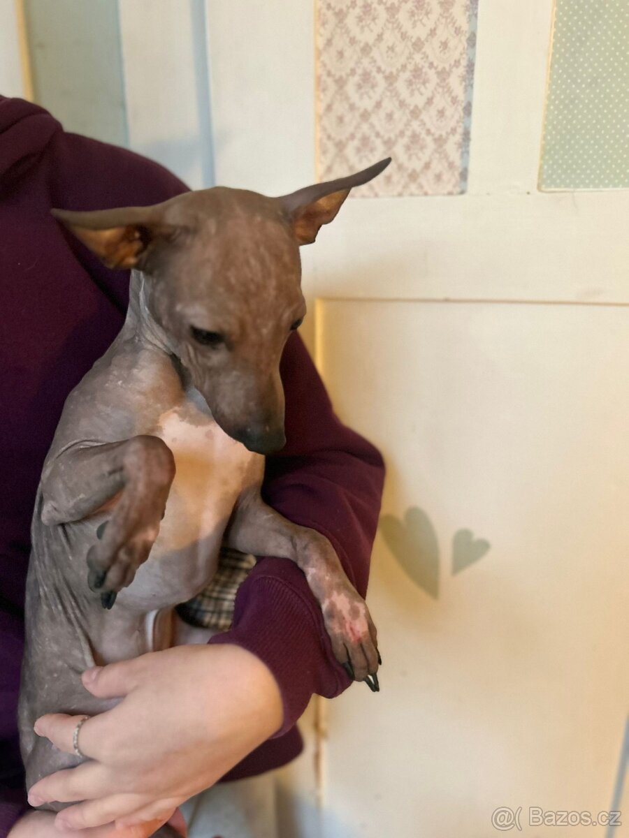 Americký bezsrstý teriér - 4