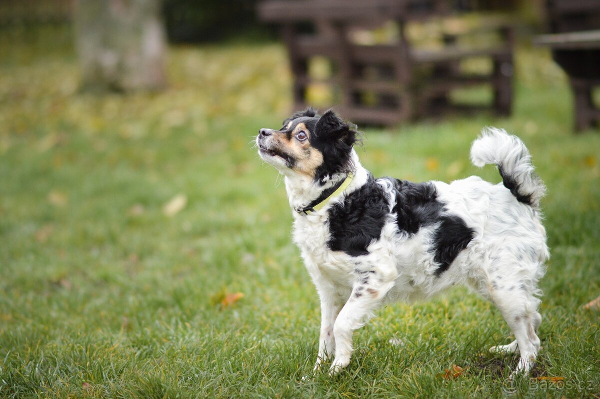 Bublina - malá kříženka, moc hodná, mazlivá a praštěná - 4