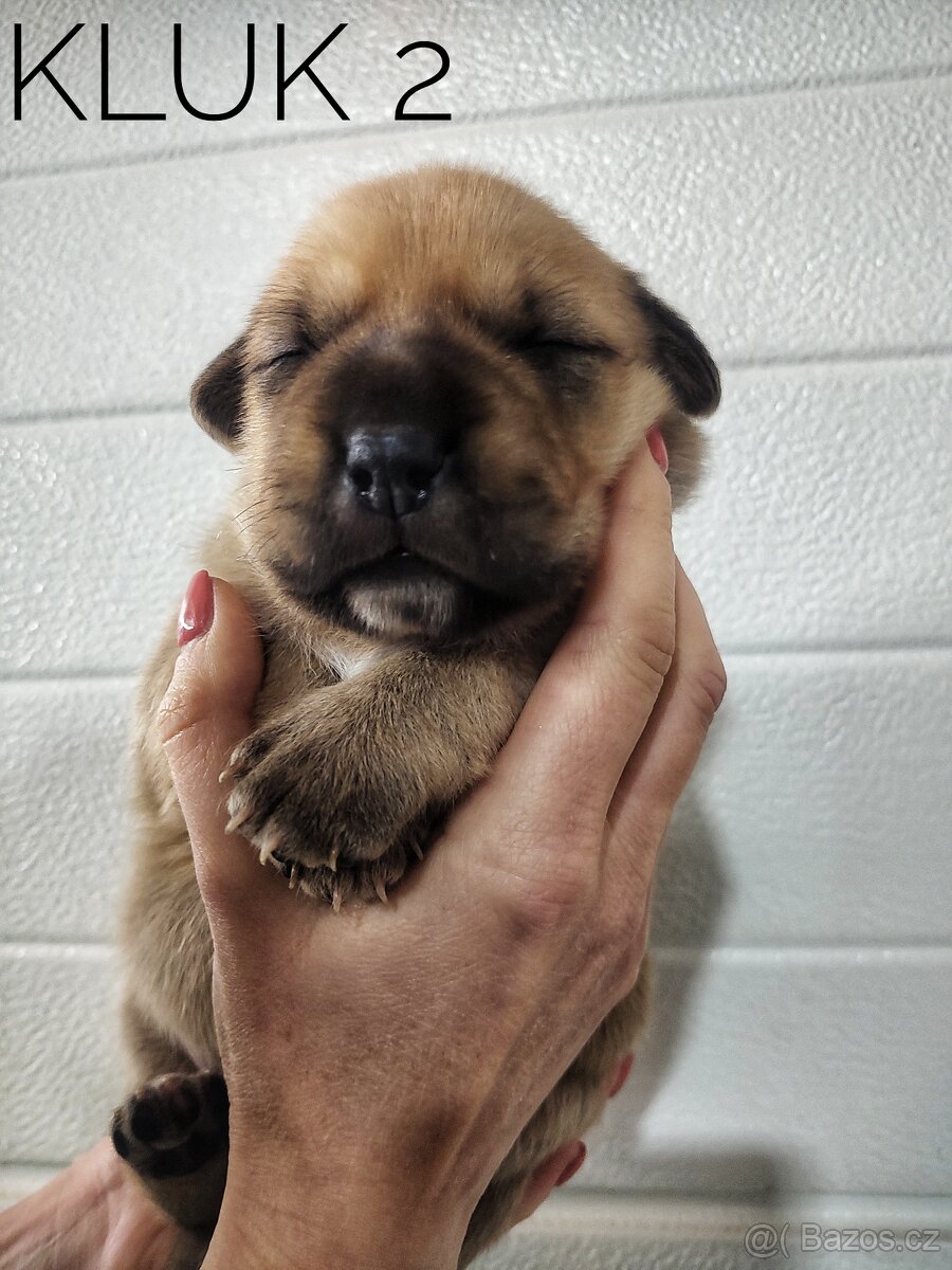 Štěňata kříženci - 4