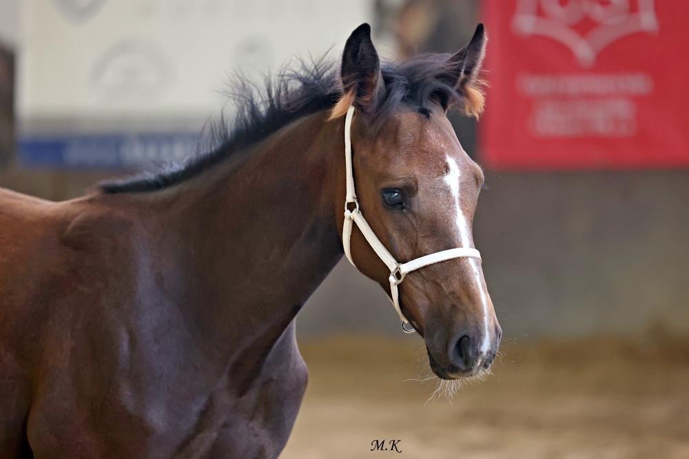 Klisna po Comme il faut a hribe hrebec po Contagio Z - 4