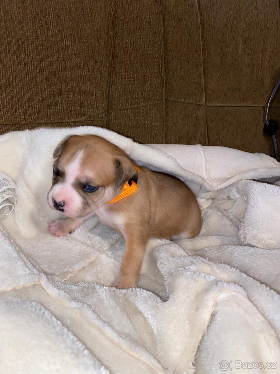 Americký stafordšírský teriér bez pp - 4
