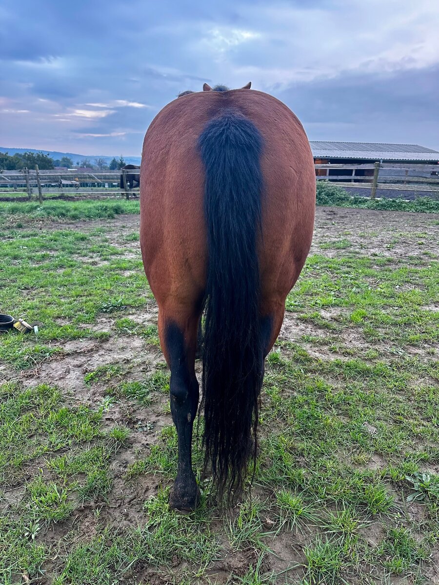 AQH klisna 7 let - 4