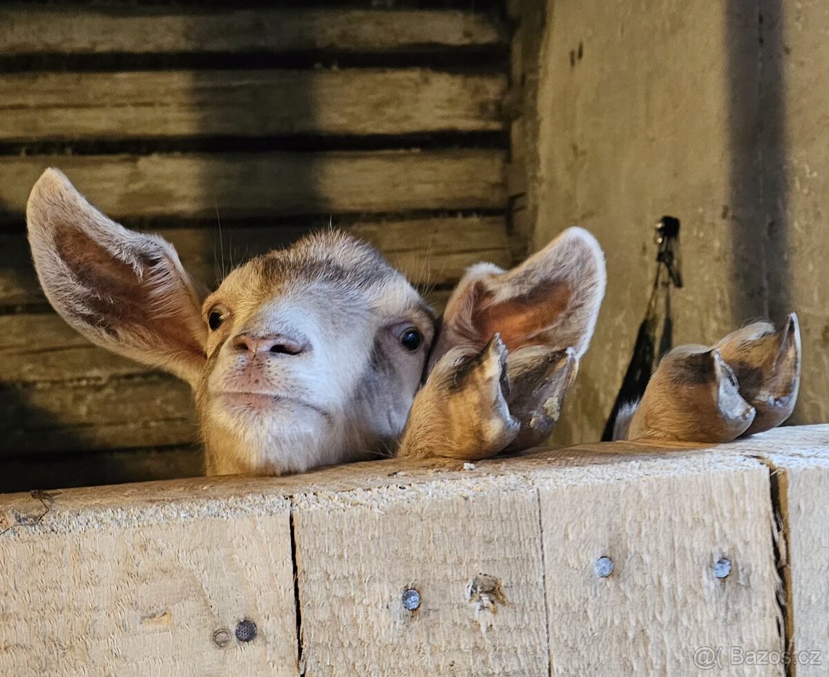 Prodám kozy - 4