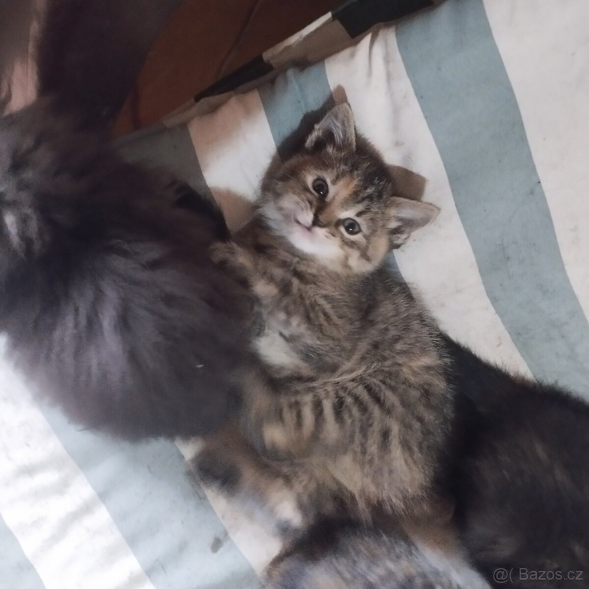 Daruji do dobrých rukou koťátka - 4