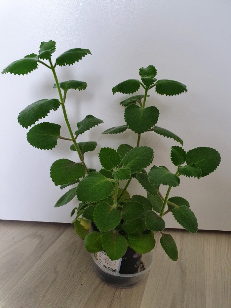 Krásné rýmovníky - 4