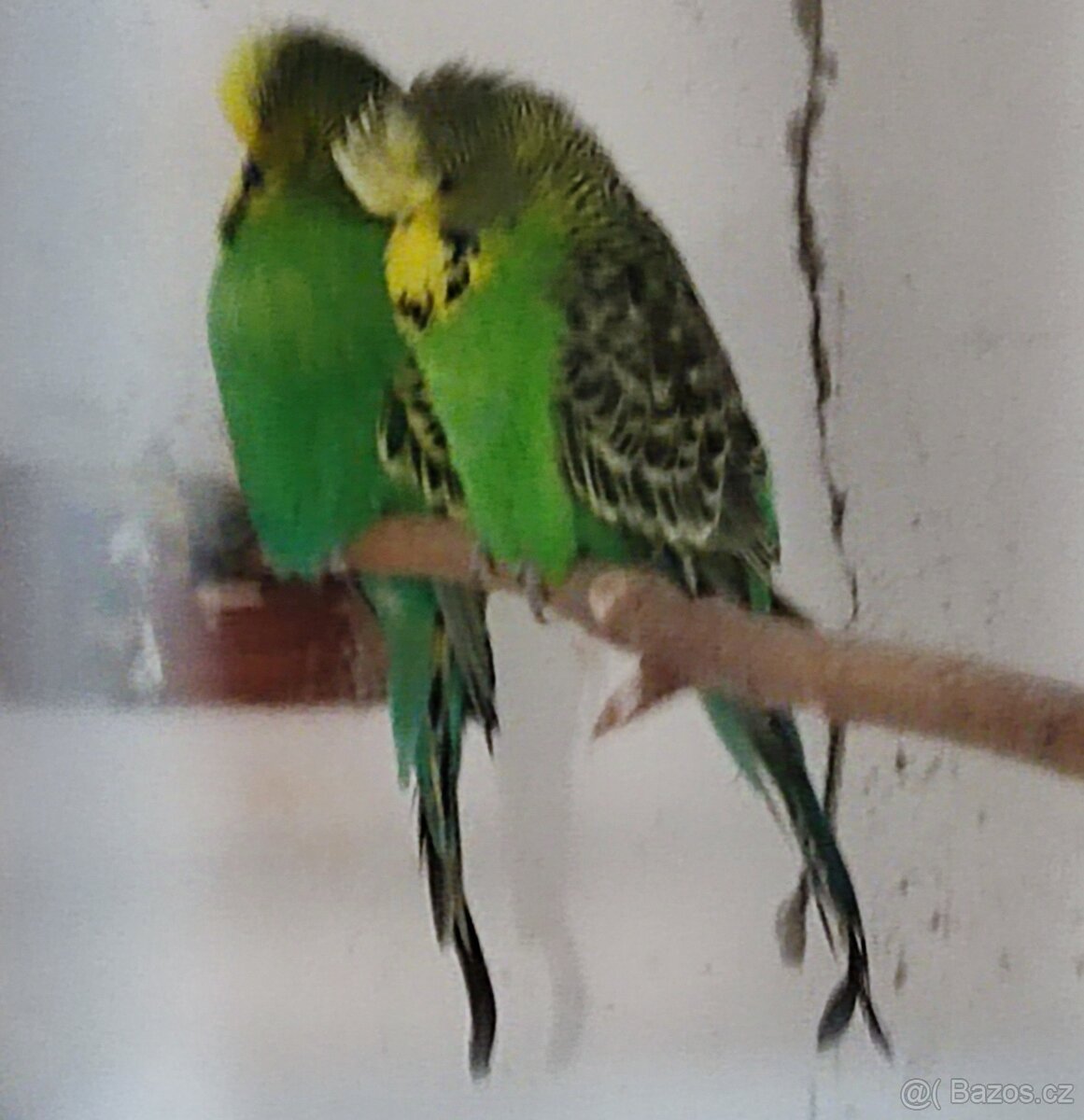 Výstavní andulky - 4