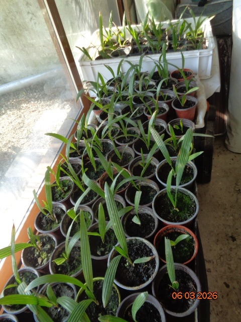 Mrazuvzdorná Palma konopná-palmičky - 4