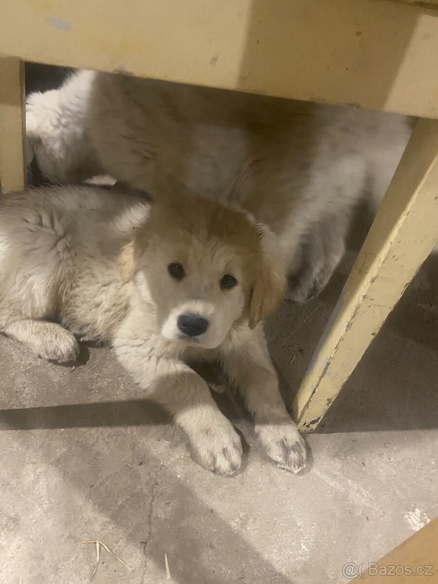 Štěňata - 4