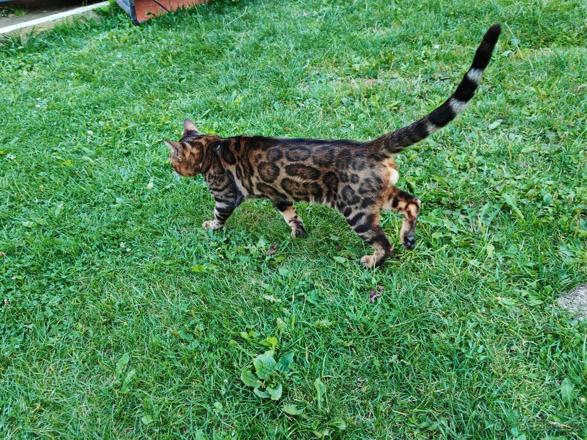 Bengálský kocour s PP. - 4