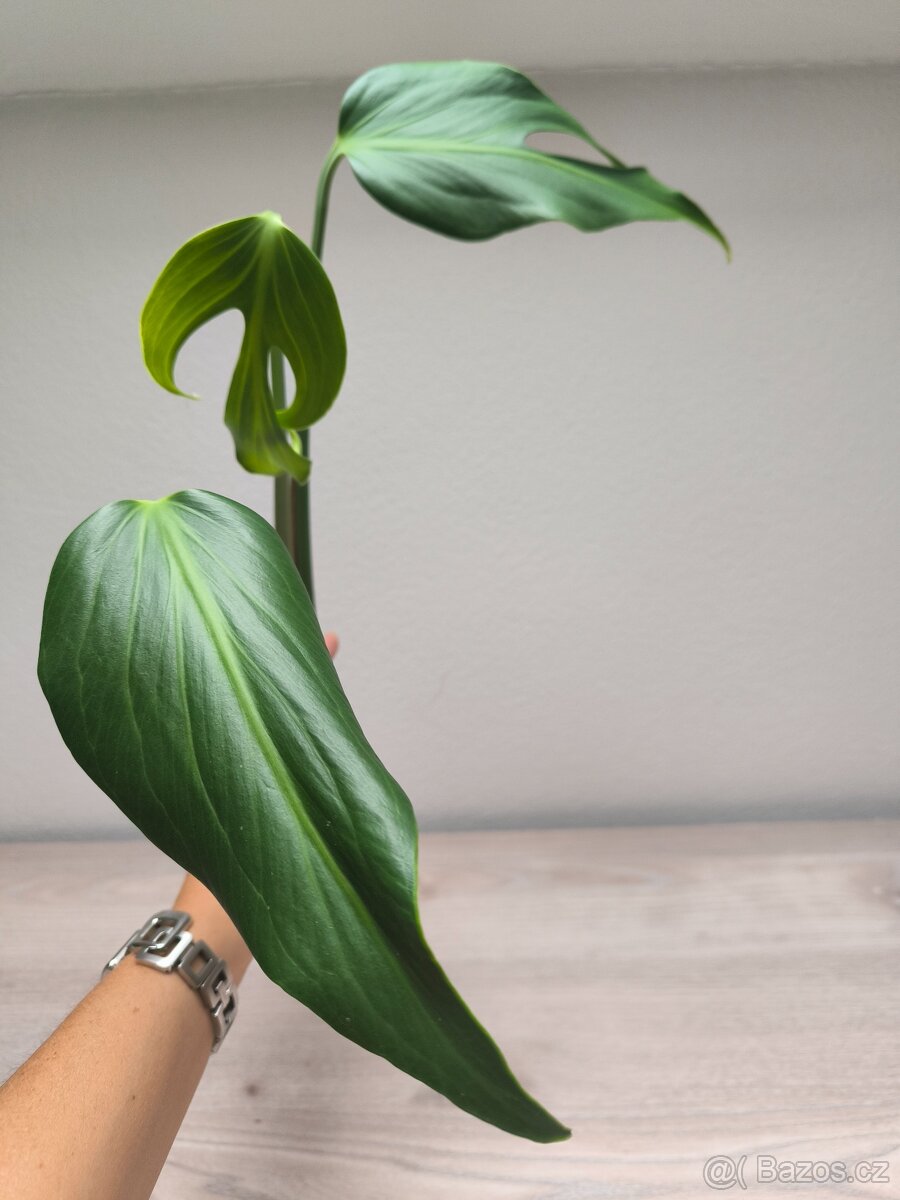 Monstera Burle Marx Flame - 4
