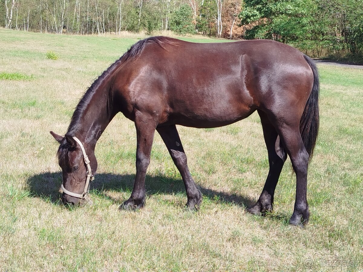 Fríská klisna - 4