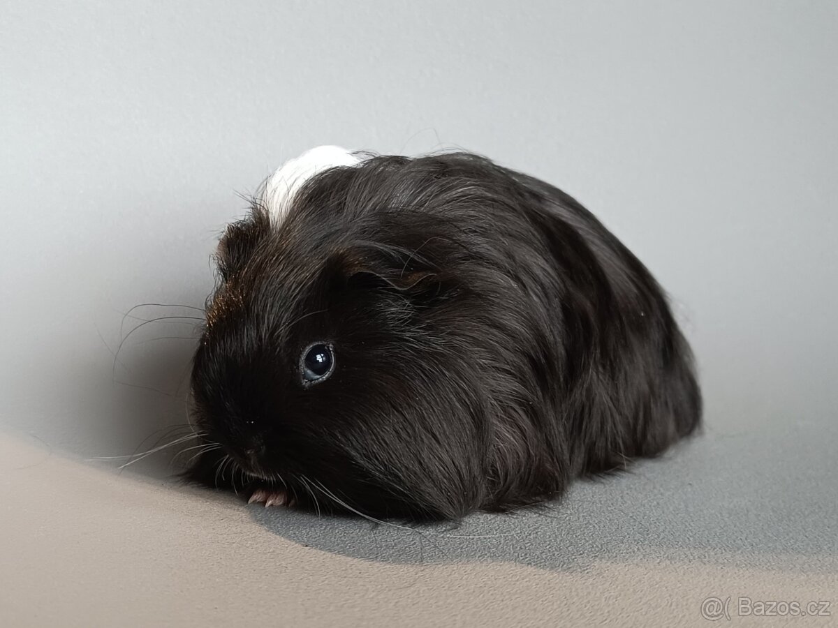 Dlouhosrsté morče plemene šeltie - 4