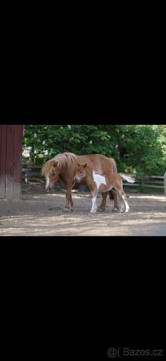 Prodám chovnou klisnu minihorse, american miniature horse - 4
