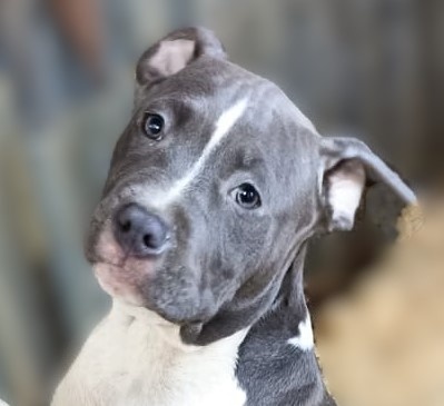 Americký Stafordšírský Teriér modrá a isabell št., s P.P. - 4