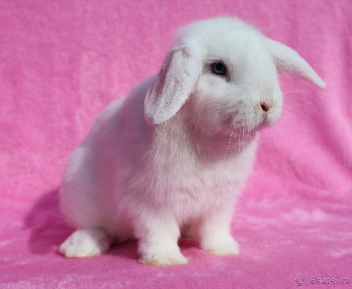 Modrooký zakrslý beránek . - 4