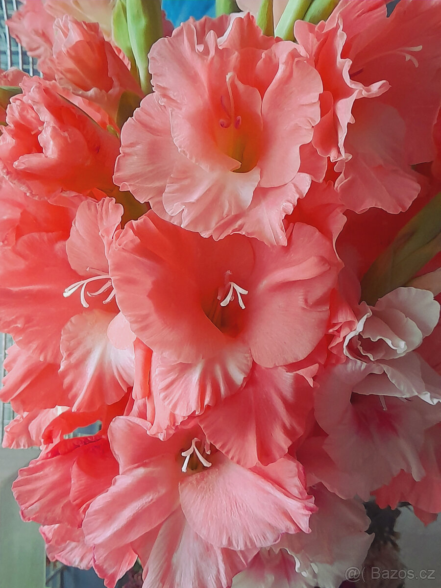 mečíky, cibule mečíků - 4