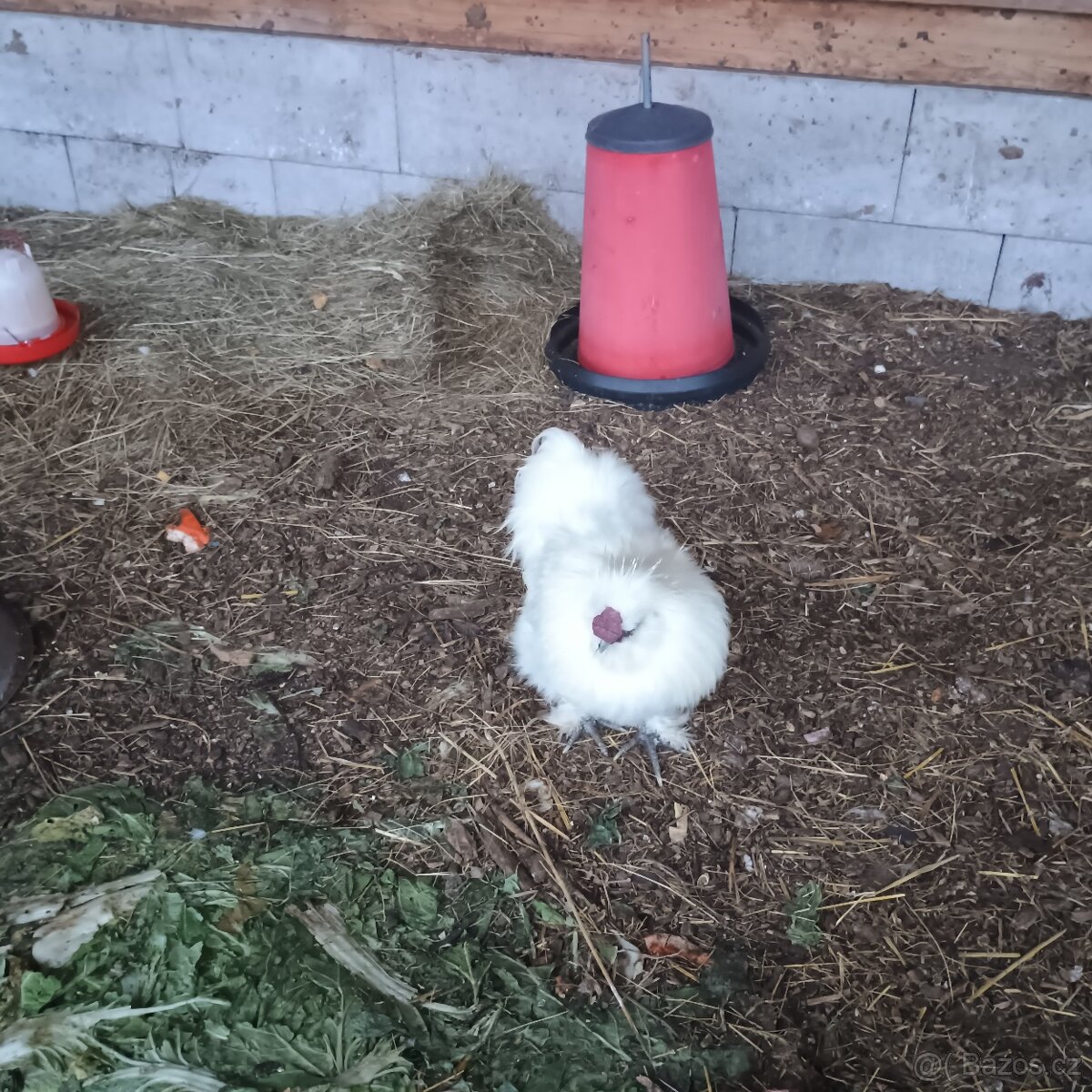 Prodám mladého kohouta od hedvábničky - 4