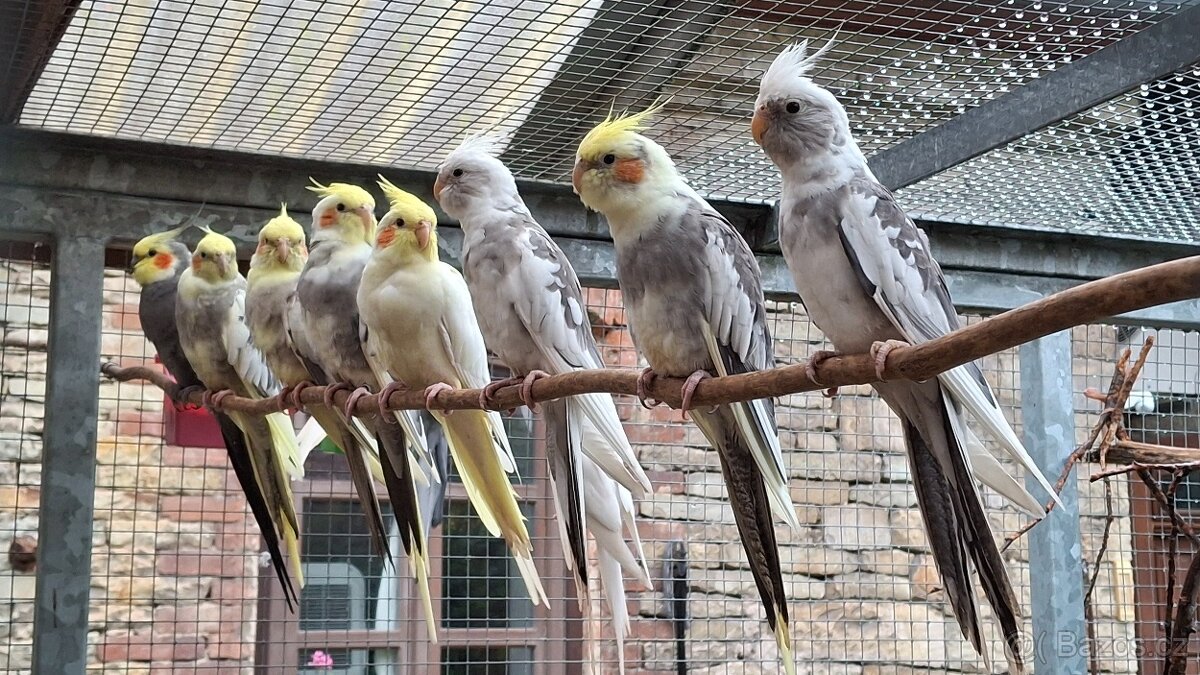 Korely chocholaté - 4