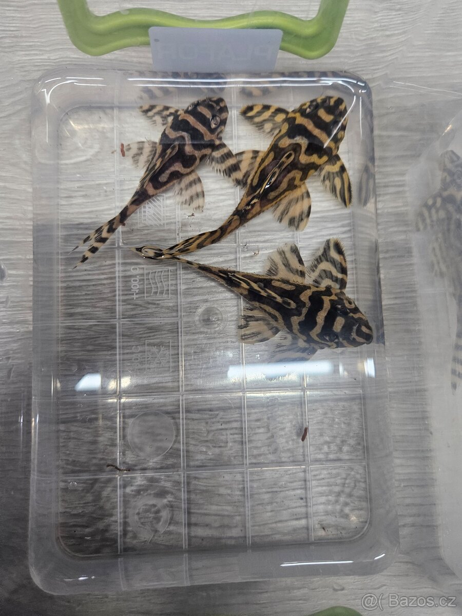 L 333 Gold line AAA - chovné páry - 4