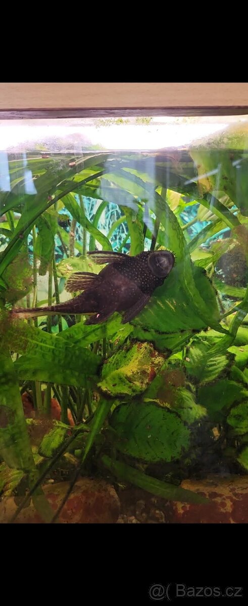Prodám akvárium - 4