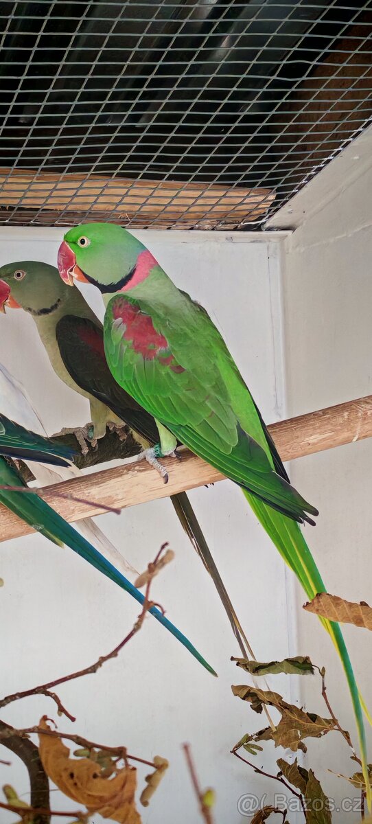 Alexandr velký modrý - 4