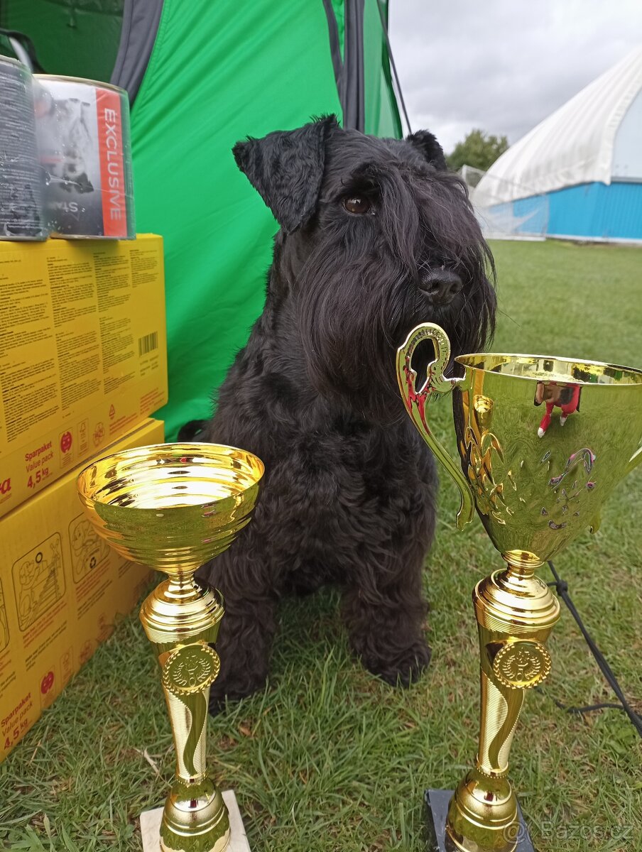 Malý černý knírač s PP- krytí - 4