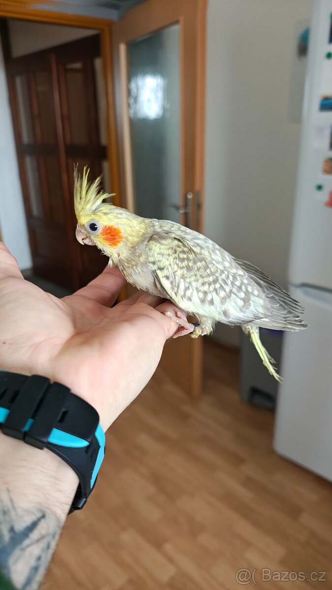 Ručně dokrmené Korely chocholaté. - 4