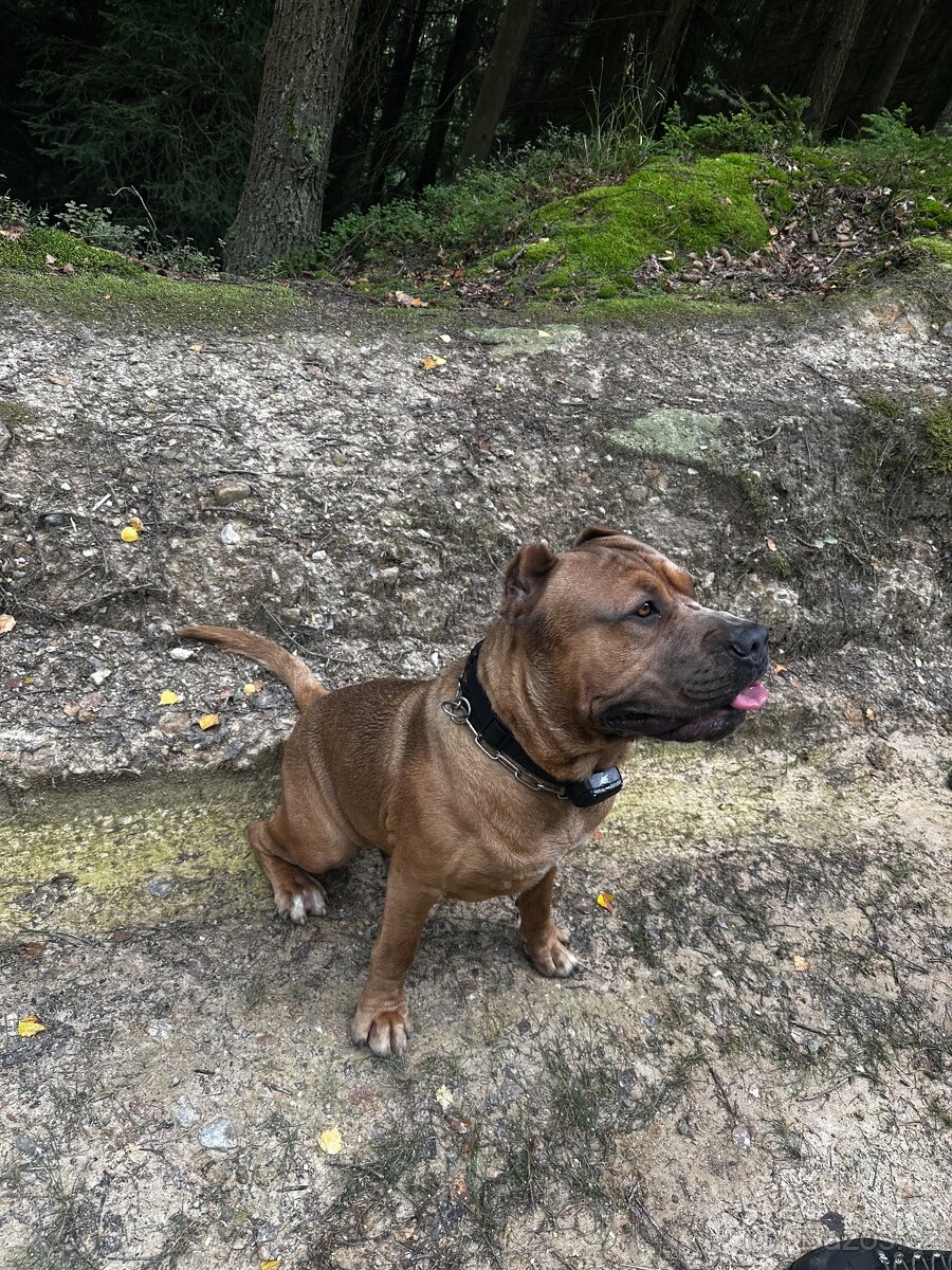 schanim fenu ke kryti - 4