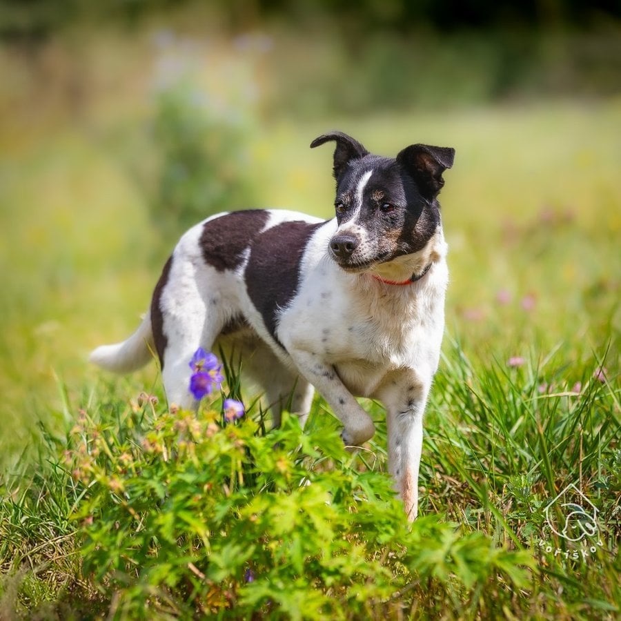 Kříženka typu teriéra - 4