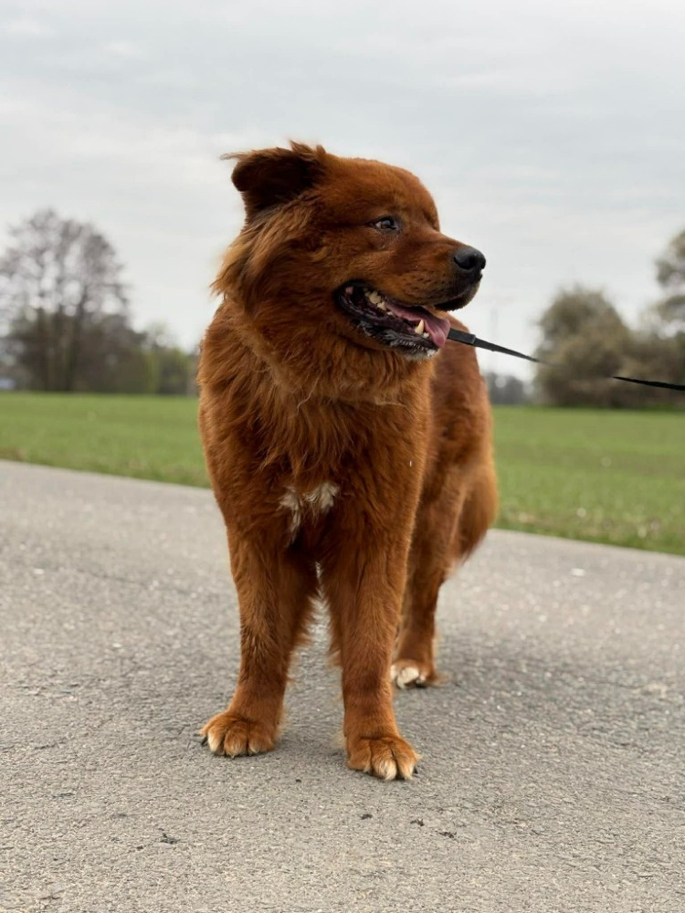 Chundelatý Brit - 4