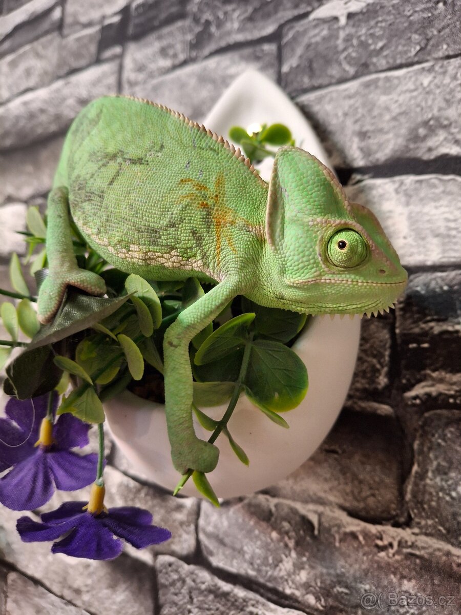 Chameleon jemenský - 4