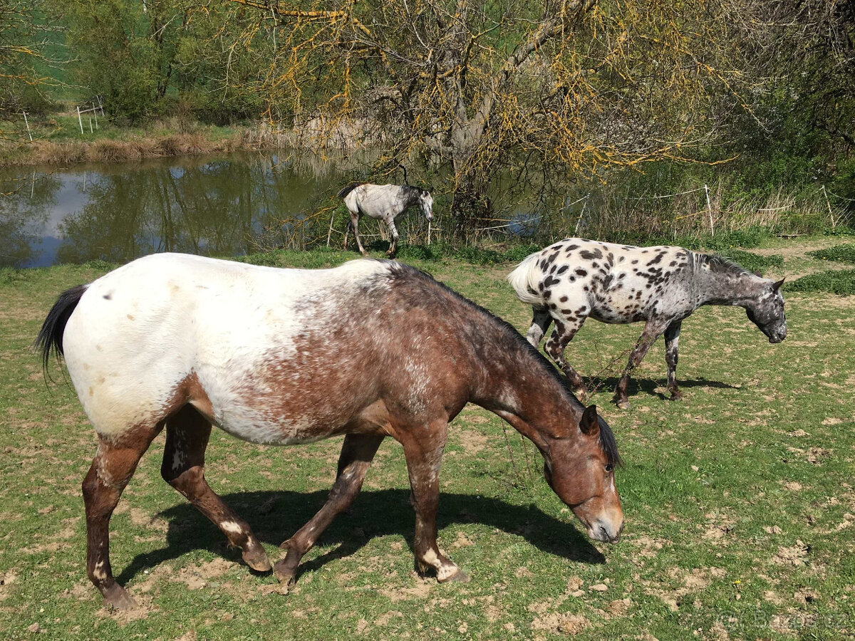 Dvouletá klisna Appaloosa - 4