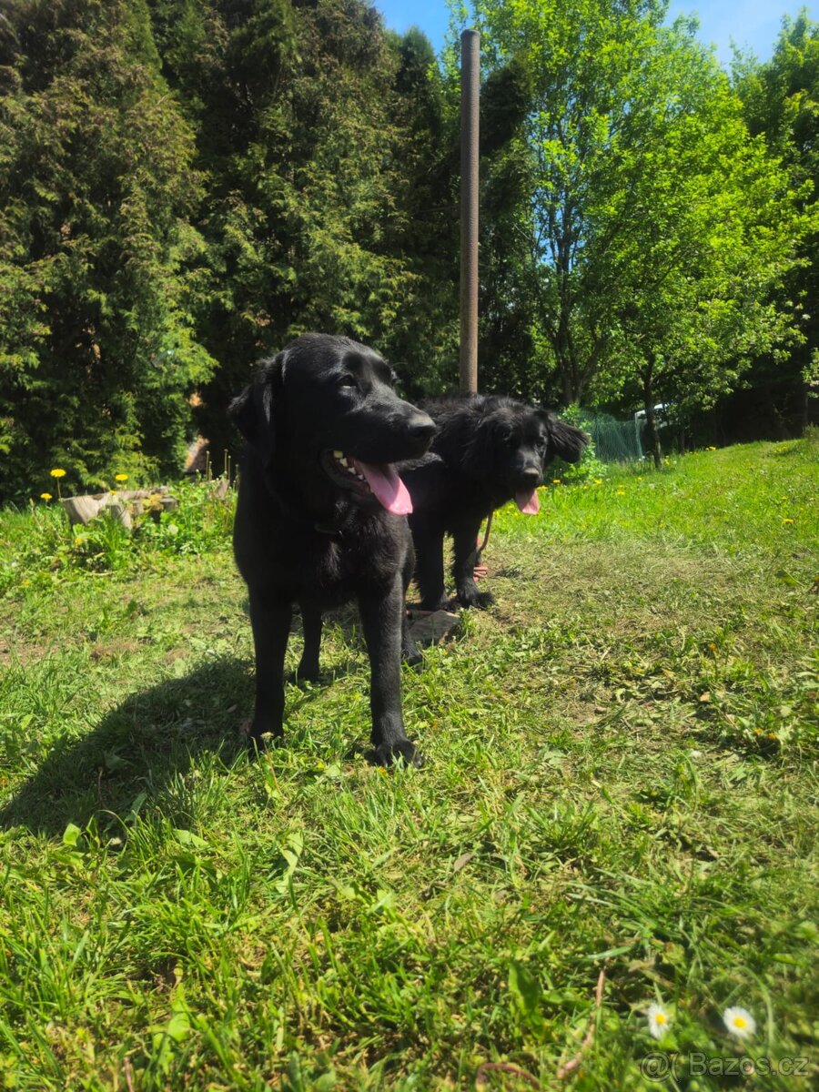 Labradorský retrívr - 4
