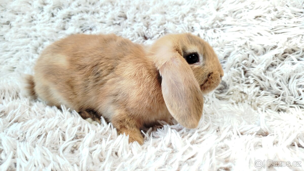 Zakrslý beránek, králíček, králík - JAYDEN - 4
