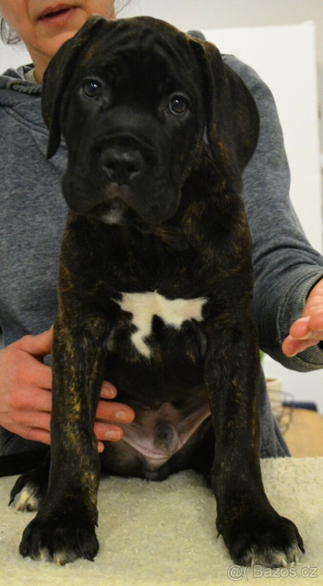 Cane corso s FCI rodokmeňom - 4