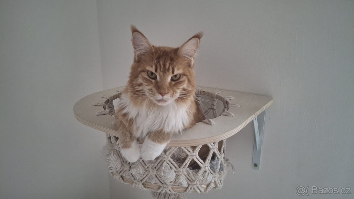 Mainské mývalí kočky s PP - 4