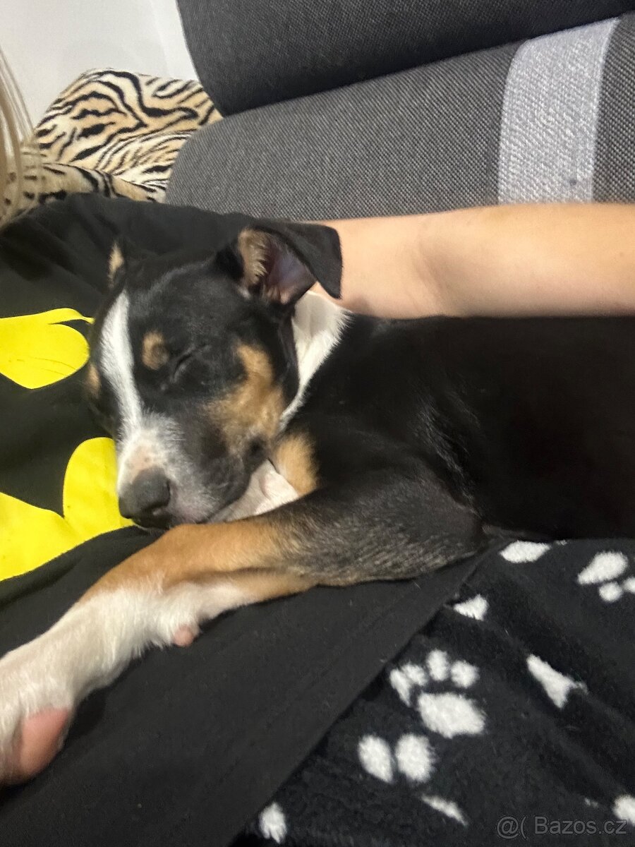 Štěně do dobrého domova - 4