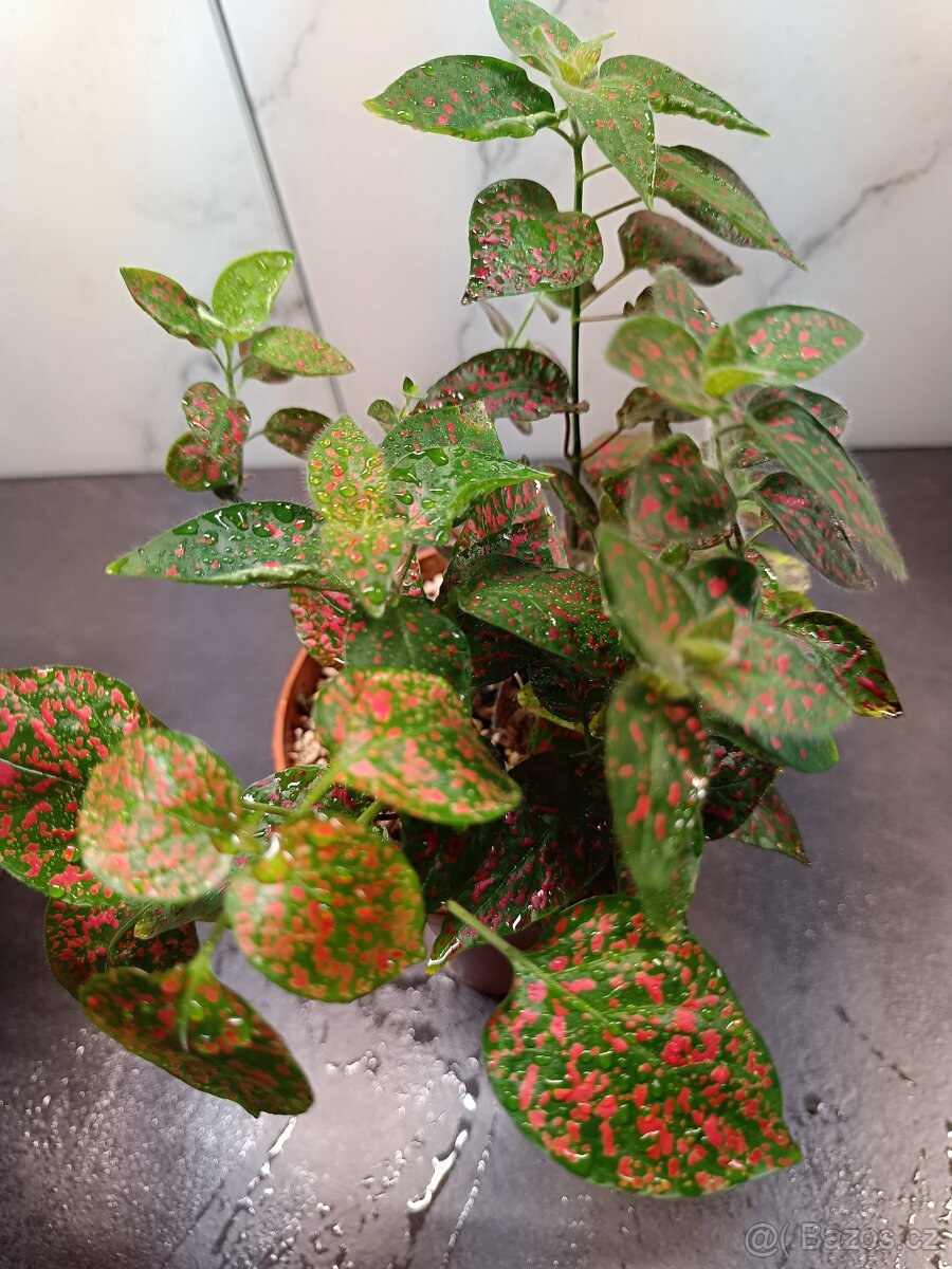 Pokojové rostliny 3ks - 4