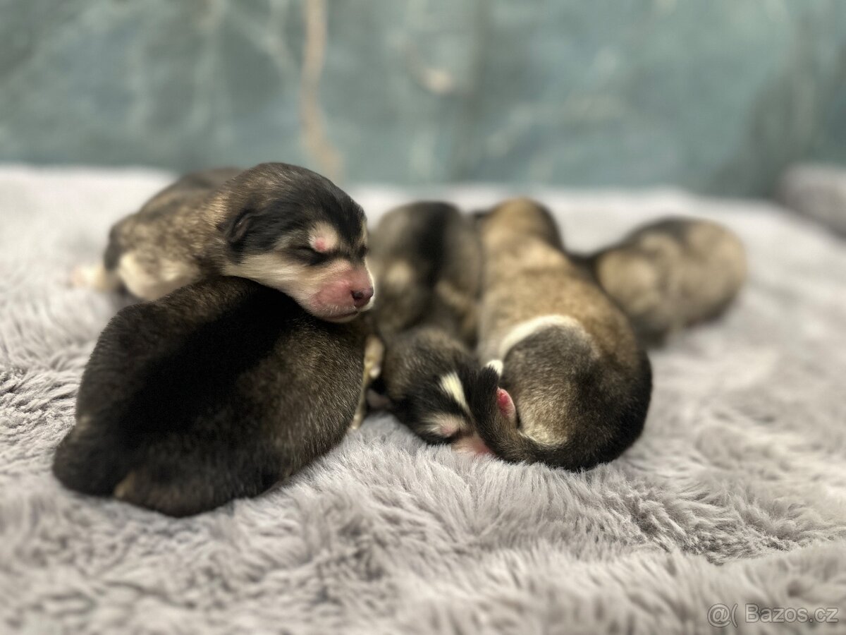 Aljašský malamut štěňátka - 4