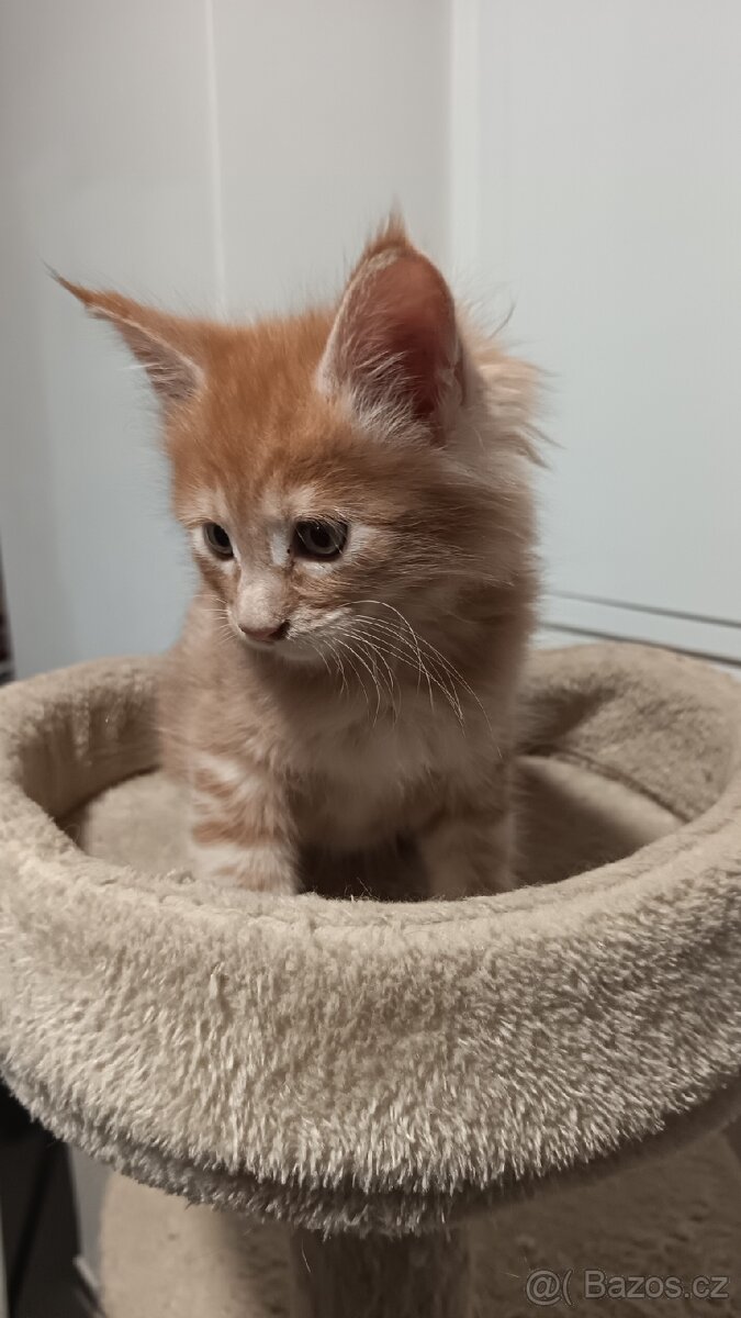 Mainská mývalí s PP - 4