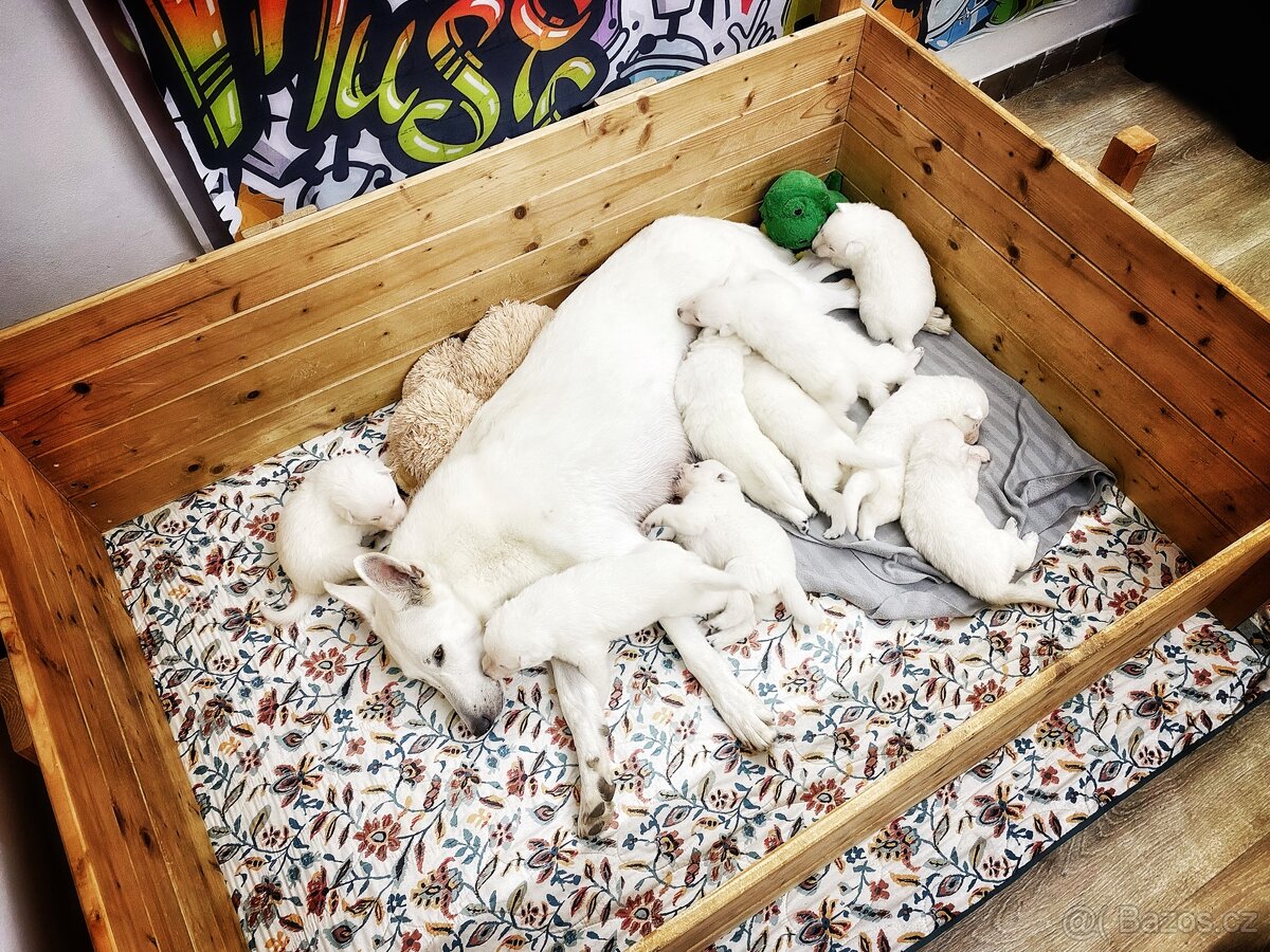 Bílý švýcarský ovčák s PP-štěně - 4