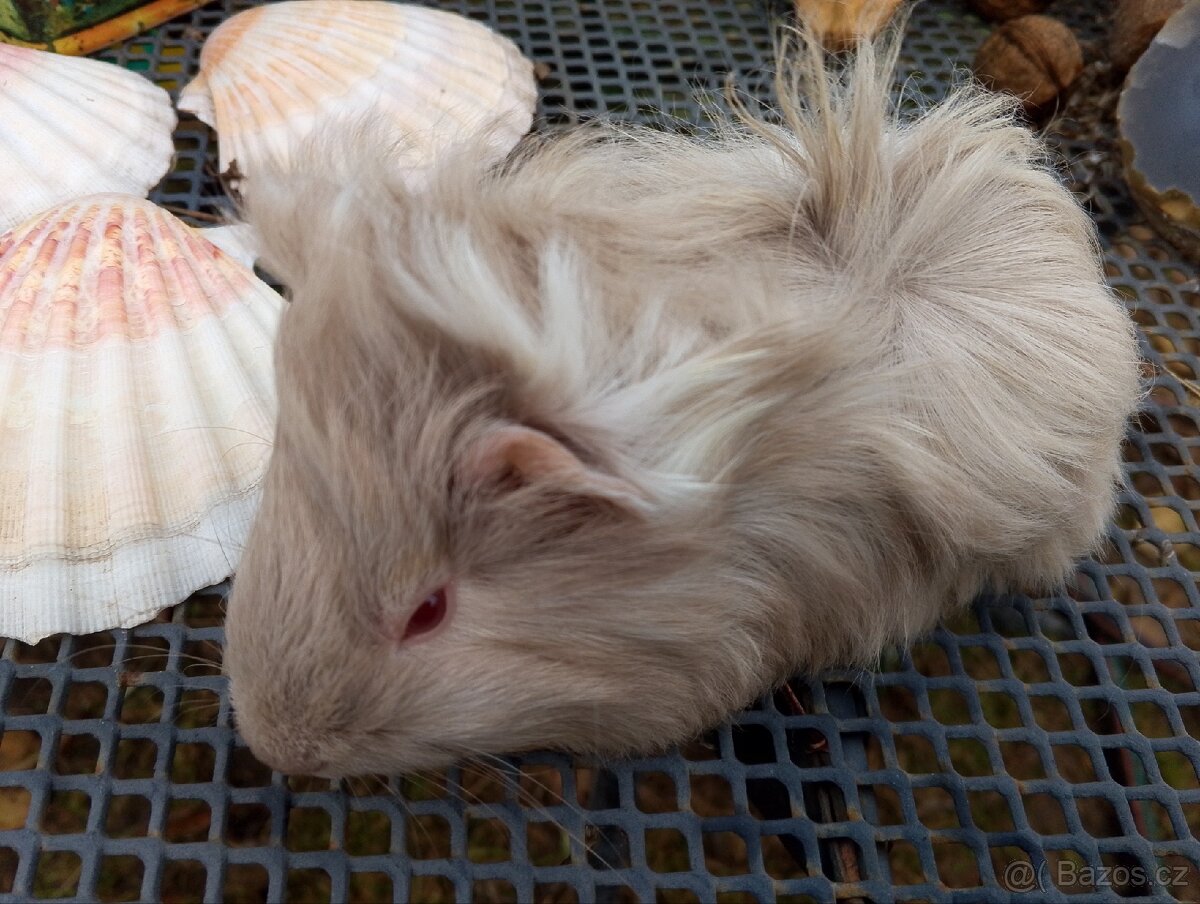 Morčátko holčička - 4