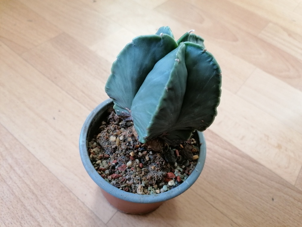 Krásný beztrnný kaktus Astrophytum Myriostigma Nudum - 4