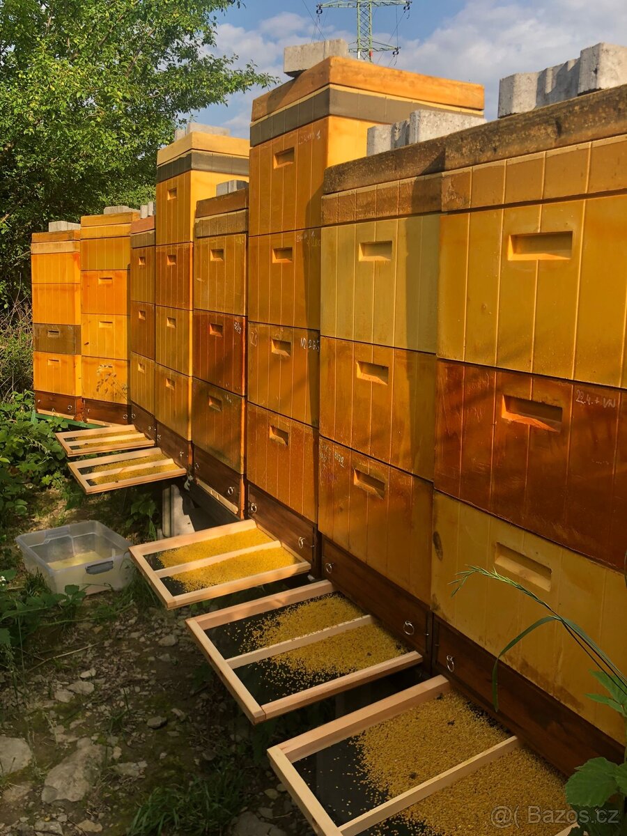 Včelí matky 2026 - Východní Čechy - 4